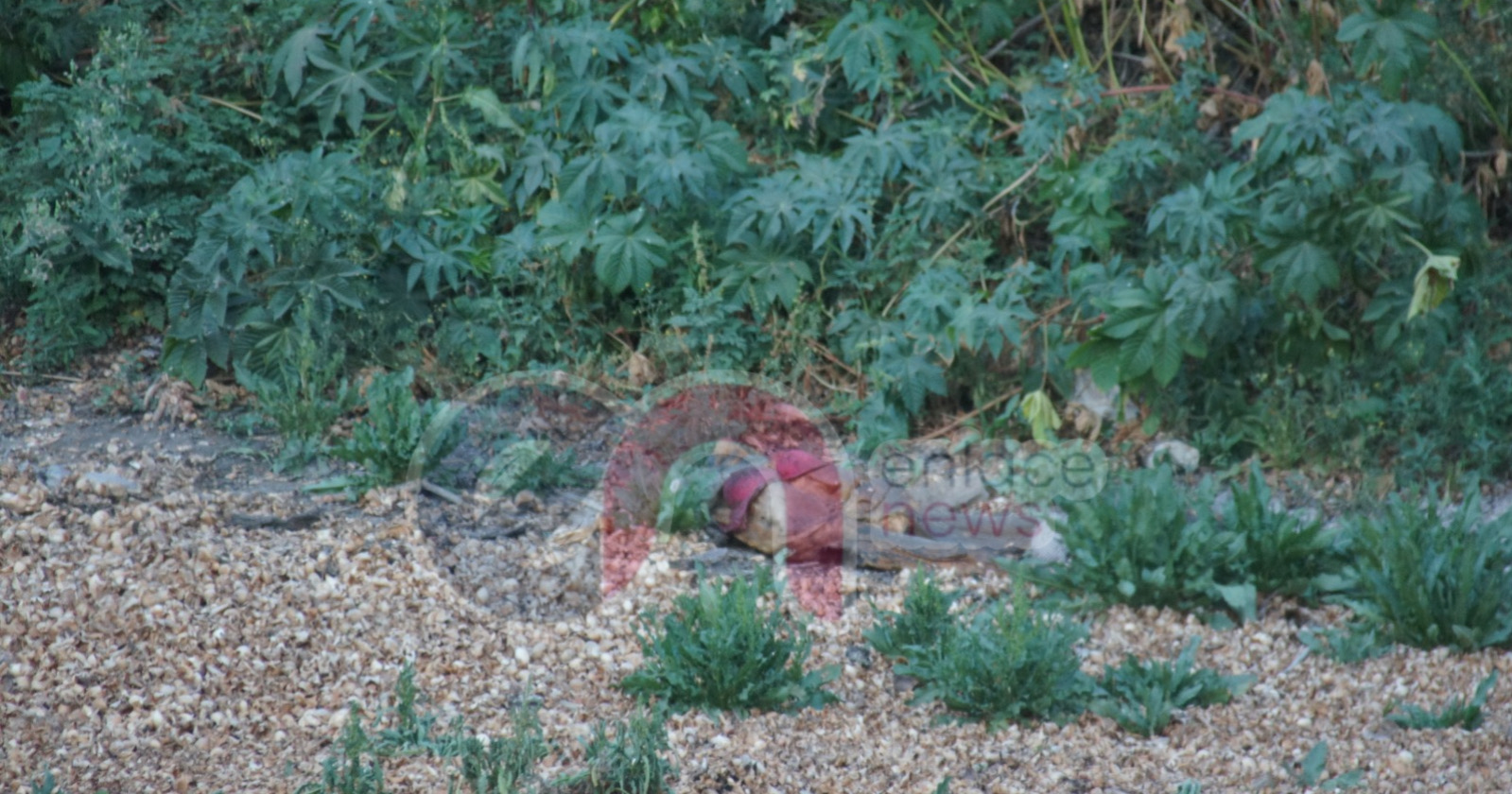 CBB6D4B6-E5CF-47CA-A302-E9E8F13100EB