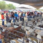 Impulsan economía familiar y seguridad alimentaria en Abasolo