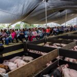 ABASOLO FORTALECE AL CAMPO: ENTREGAN 700 ANIMALES A PRODUCTORES DE 60 COMUNIDADES